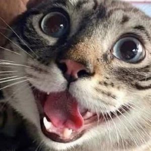 Meet your Posher, Charisma